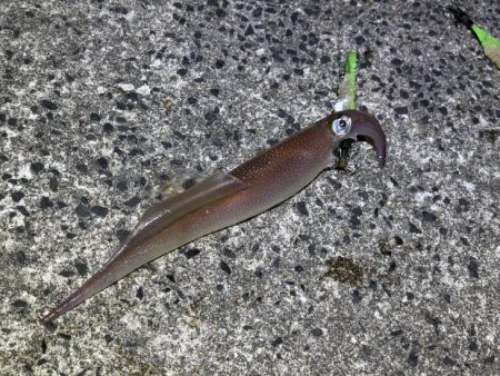 ヤリイカのウキ釣り｜大きな群れが入り遂に大爆釣！