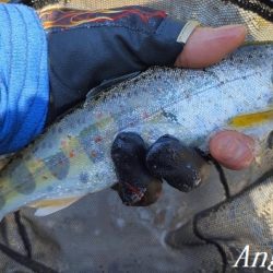 ようやく本流シーズンイン。