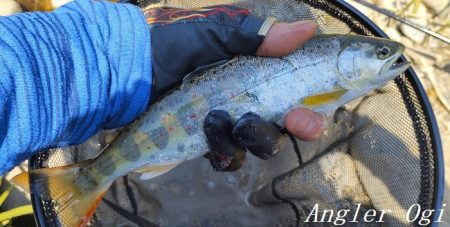 ようやく本流シーズンイン。