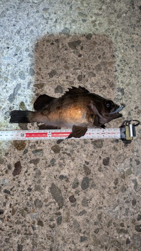 ゴールデンウィーク