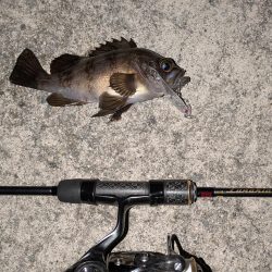 満月メバリング