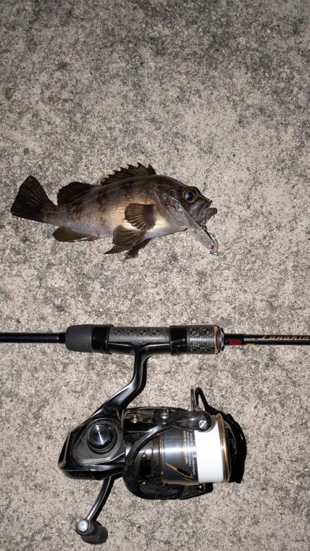 満月メバリング