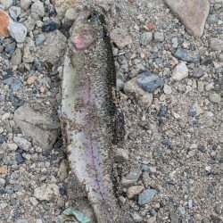 エリアトラウト