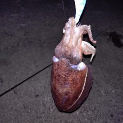 今年初エギング