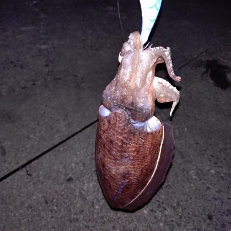 今年初エギング