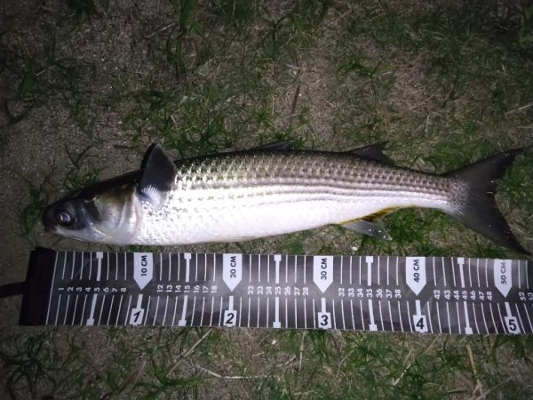 招かれざるお魚。