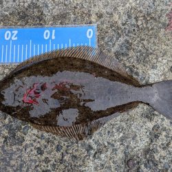 ヒラメとアジング