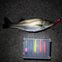 フッコ5匹(38～40cm)