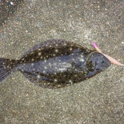 久しぶりのヒラメ