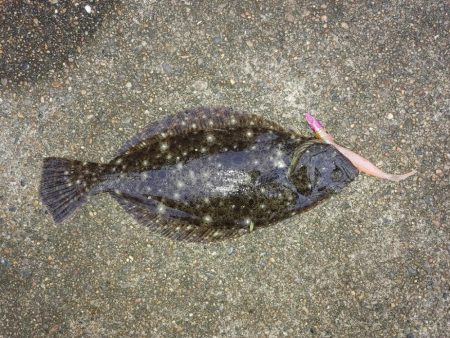 久しぶりのヒラメ