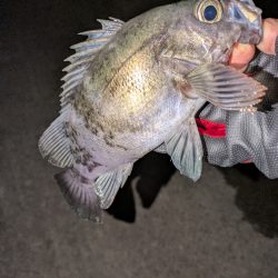 プラッキングからのジグ単