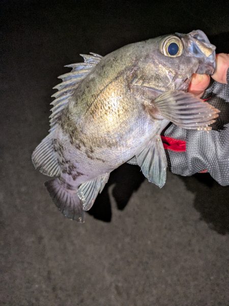 プラッキングからのジグ単