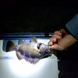 初めてのメバリング