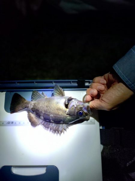 初めてのメバリング