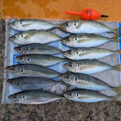 日本海でアジ探し