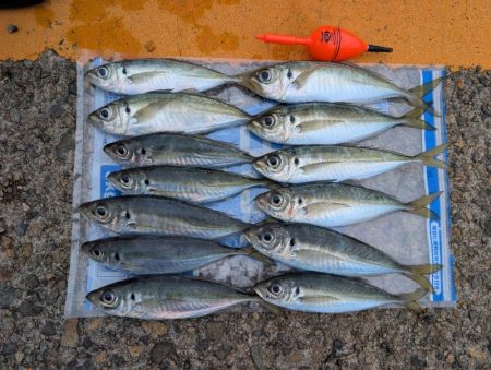 日本海でアジ探し