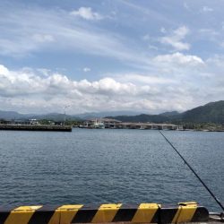 アジがいません