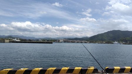 アジがいません