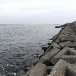 キスらしいアタリ