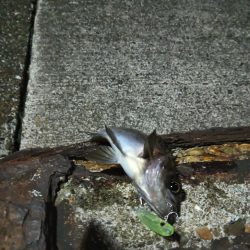 メバルの活性もう終わり？？