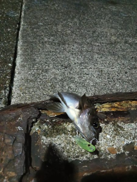 メバルの活性もう終わり？？