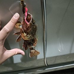 夜メバリング失敗