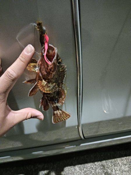 夜メバリング失敗