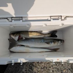 今年初シーバス