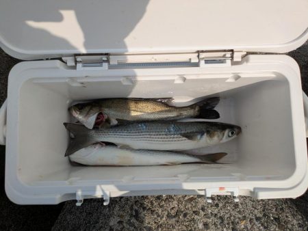 今年初シーバス