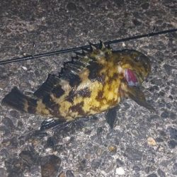 フグガシラフェスティバル！メバルは、、、