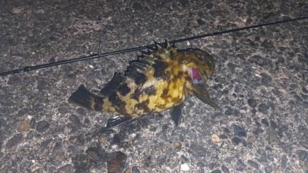 フグガシラフェスティバル！メバルは、、、