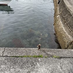 ガシラ鯵ハゼフグ