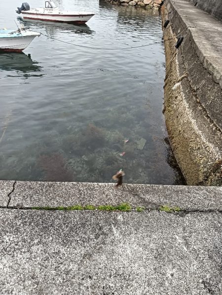 ガシラ鯵ハゼフグ