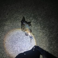 阿南小松島で計メバル2匹