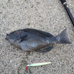 ショアジギングでまさかのグレ