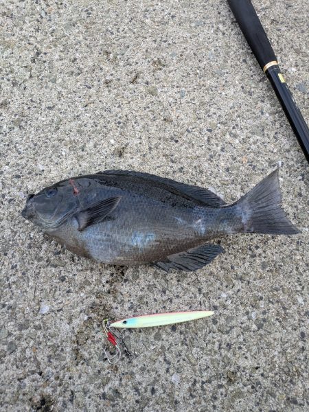 ショアジギングでまさかのグレ