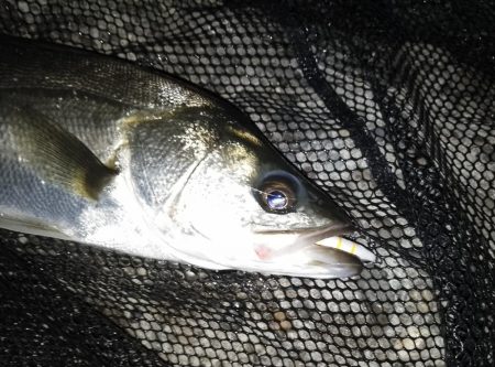 バレるバレる…