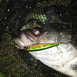 岸壁ノックテクトロでヒット