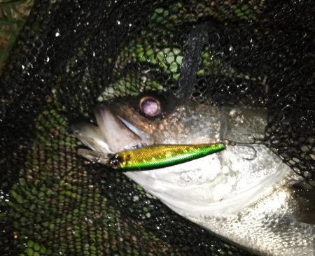 岸壁ノックテクトロでヒット