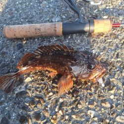 徳島ラスト釣行