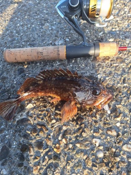 徳島ラスト釣行