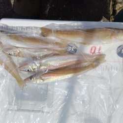 苅屋海岸のキス釣り