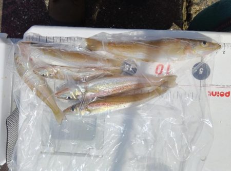 苅屋海岸のキス釣り