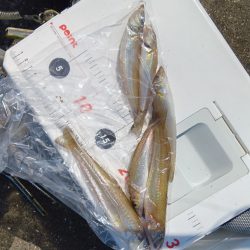 苅屋海岸のキス釣り