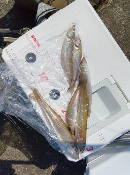 苅屋海岸のキス釣り