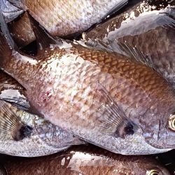 仮屋、サビキ釣り