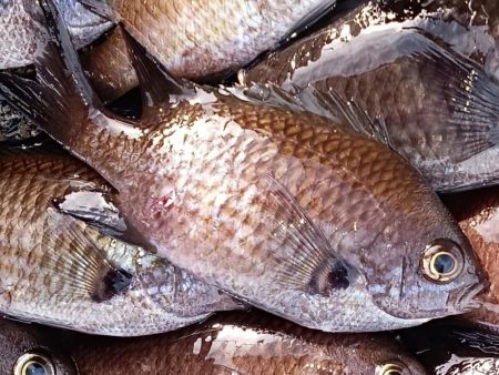 仮屋、サビキ釣り