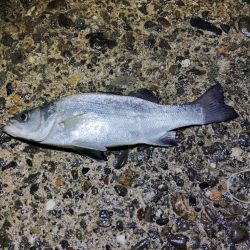 アタりは何度か取れたけど…