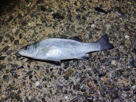 アタりは何度か取れたけど…