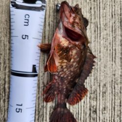 久しぶりの投稿